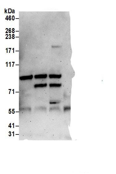 TOX4 Antibody