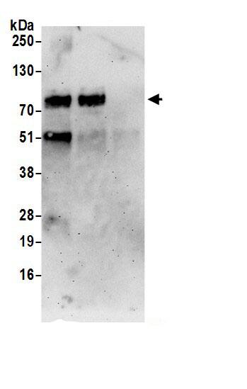 PAPD5 Antibody