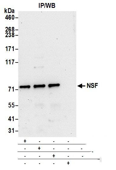 NSF Antibody
