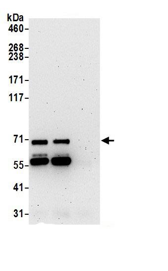 Ubiquilin 2 Antibody