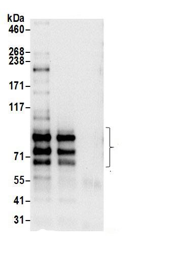 SPG20 Antibody