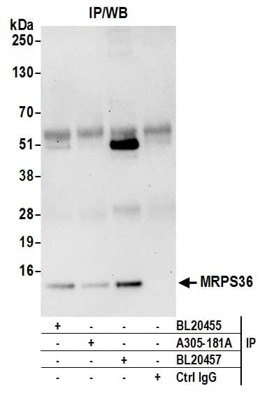 MRPS36 Antibody