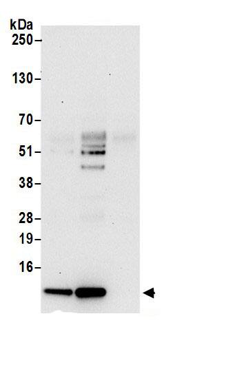 ERH Antibody