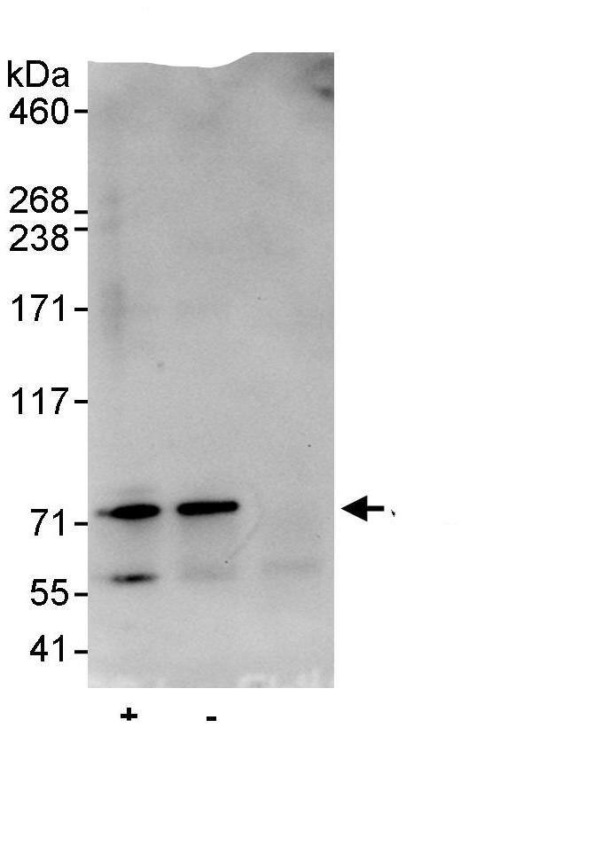 MED26 Antibody