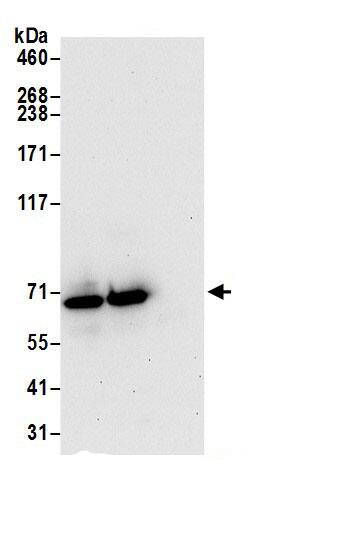 IQCB1 Antibody