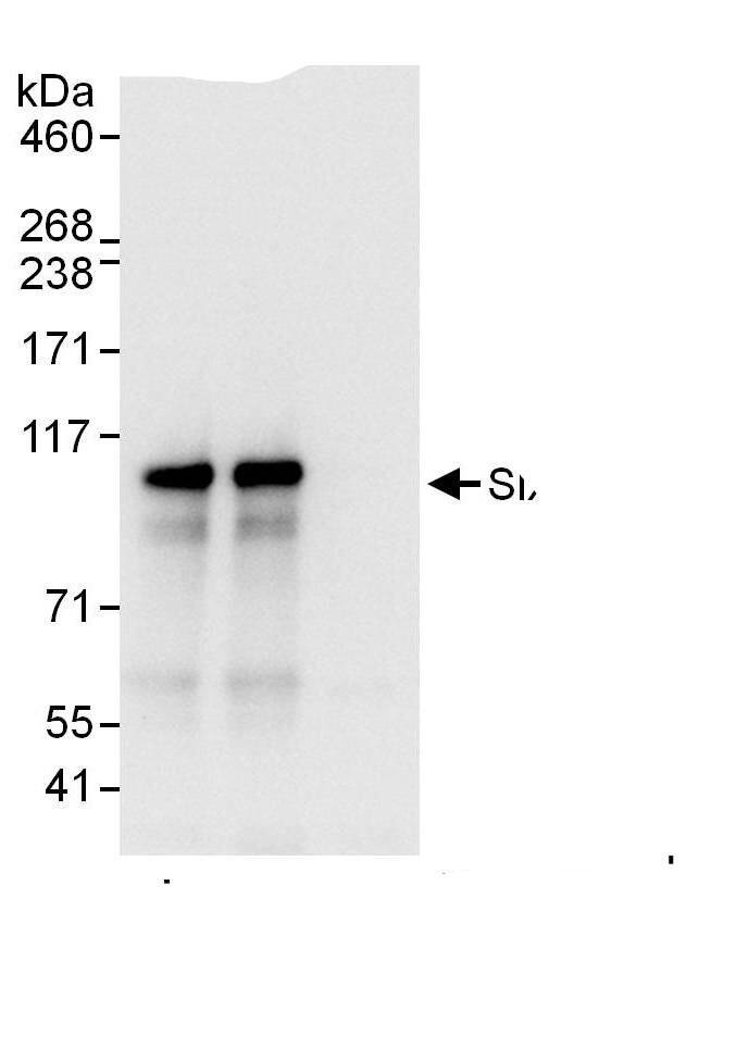 SIX4 Antibody