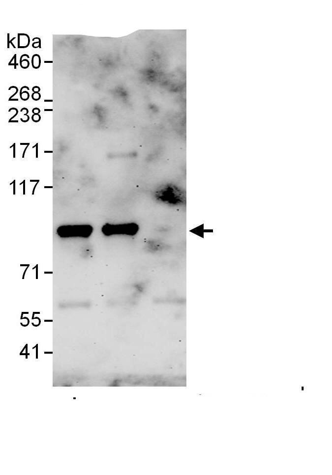 STIM1 Antibody