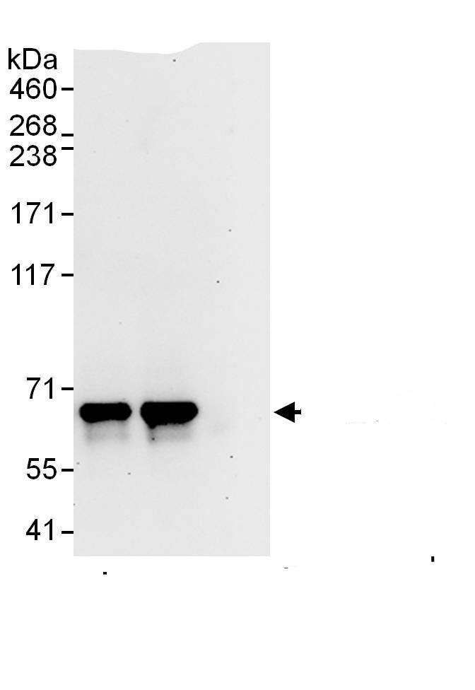 FASTKD2 Antibody