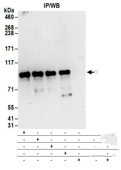 Ccd1/DIXDC1 Antibody