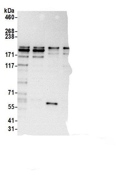 DOCK2 Antibody