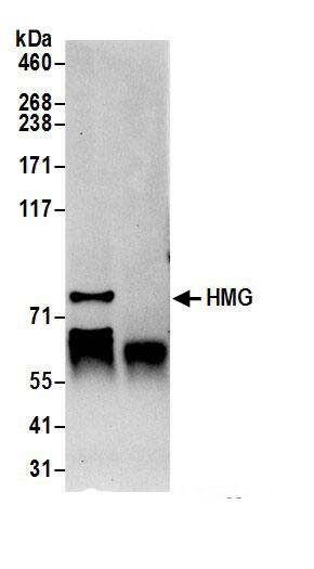 HMG2L1 Antibody