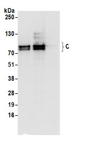 CLGN Antibody