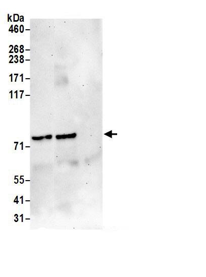 KHDC4 Antibody