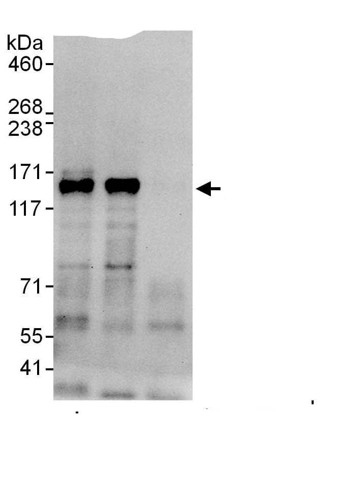 HDAC5 Antibody