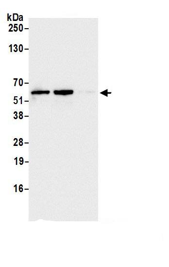 FAM98A Antibody