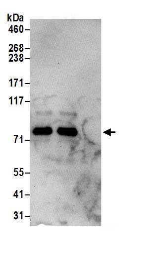 RALBP1 Antibody