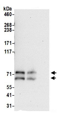 ZDHHC5 Antibody