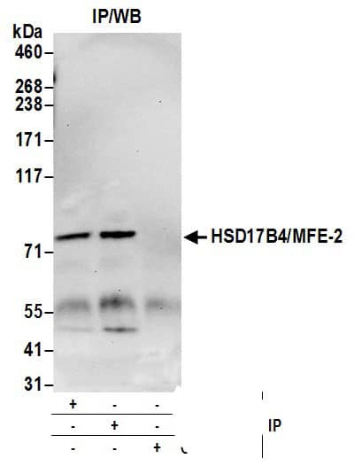 HSD17B4 Antibody