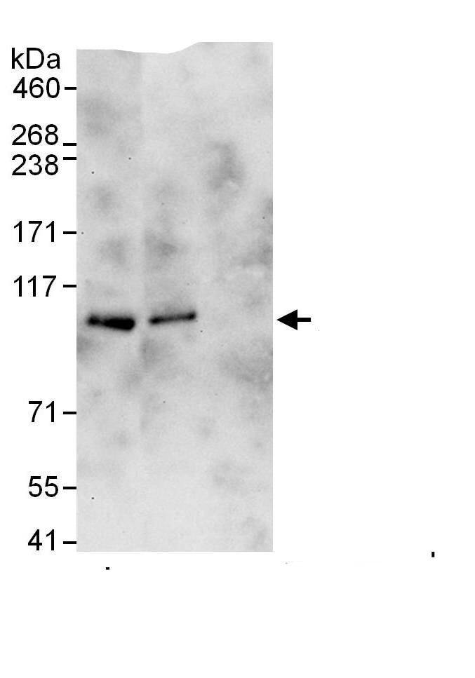 BICD2 Antibody