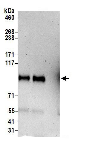 UNK Antibody