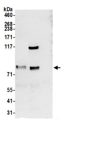 NOA1 Antibody