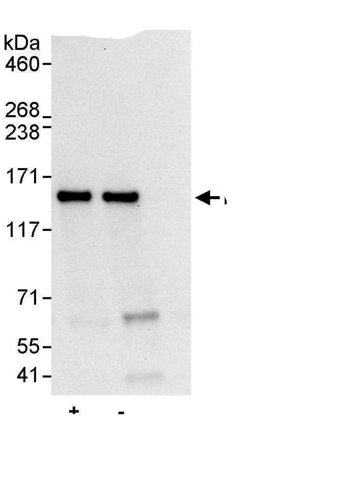 NUP133 Antibody