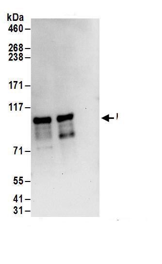 ZC3H14 Antibody