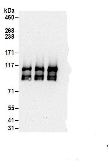 FTSJ3 Antibody