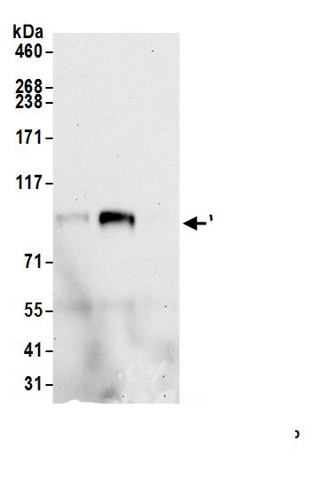 WDR6 Antibody