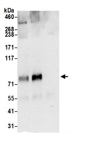 CMIP Antibody