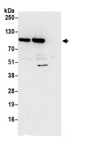 PDXDC1 Antibody