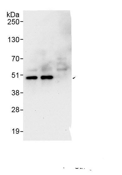 BCKDHA Antibody