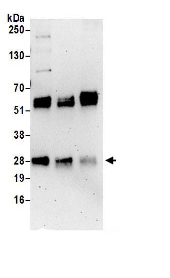 C12orf45 Antibody