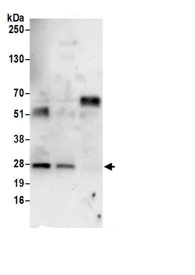 PDCD10 Antibody