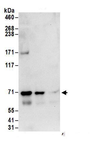 Nucleoporin NUP85 Antibody