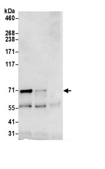 SHKBP1 Antibody