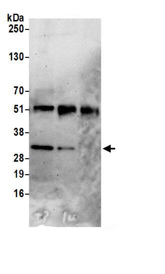 CMSS1 Antibody