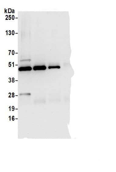 Perilipin-3/TIP47 Antibody