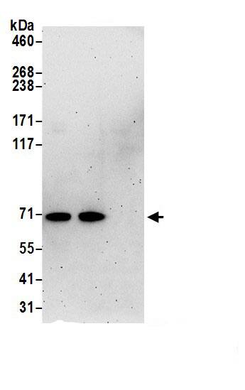 HAUS3 Antibody