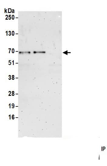 SNX33 Antibody