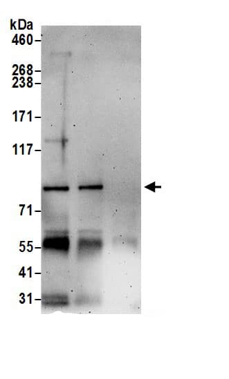 COG5 Antibody