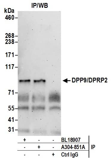 DPP9 Antibody
