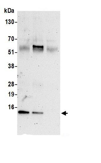 COX5b Antibody