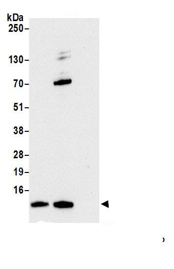 MMGT1 Antibody