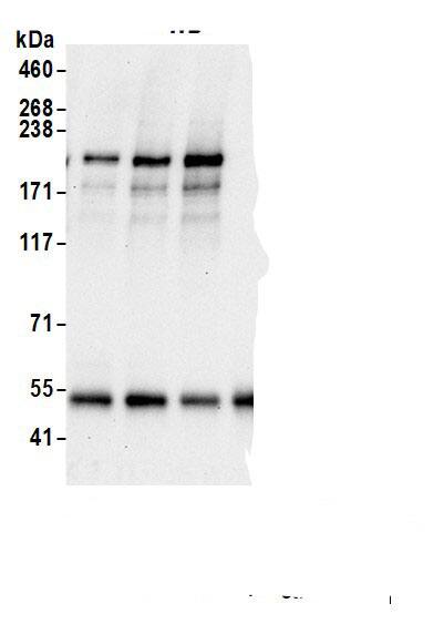 CEP152 Antibody