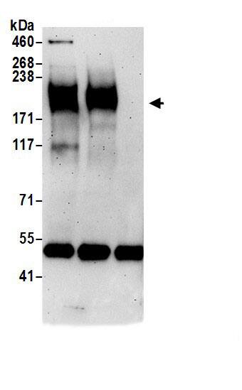 MRP2 Antibody