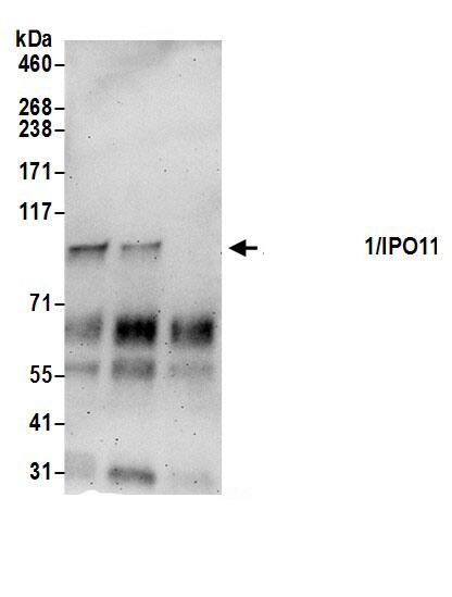 Importin 11 Antibody