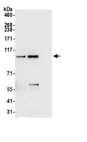 SPATA5 Antibody