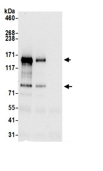 IRS4 Antibody