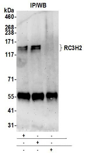 MNAB Antibody